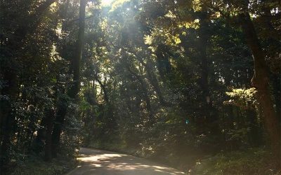 Energy Healing: Unlocking Your Inner Potential