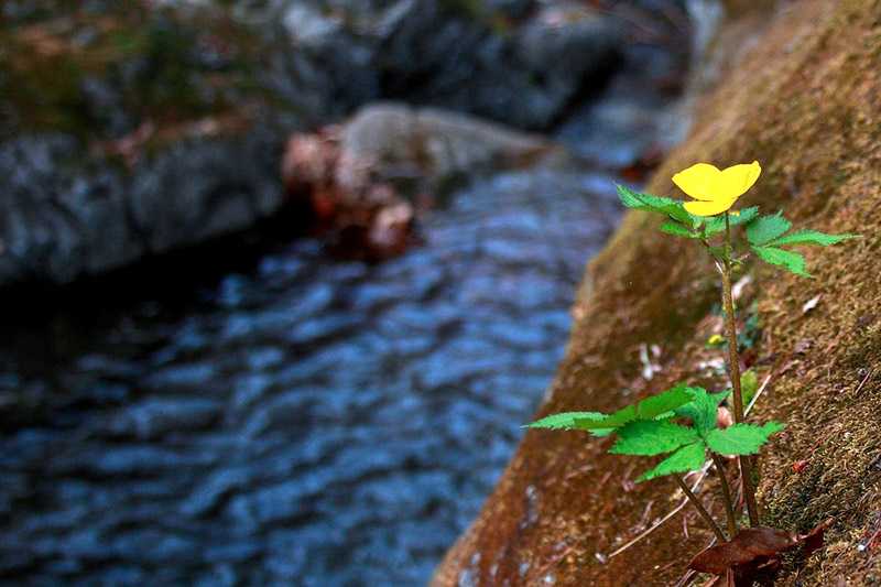energy healing with Ayako Oguri