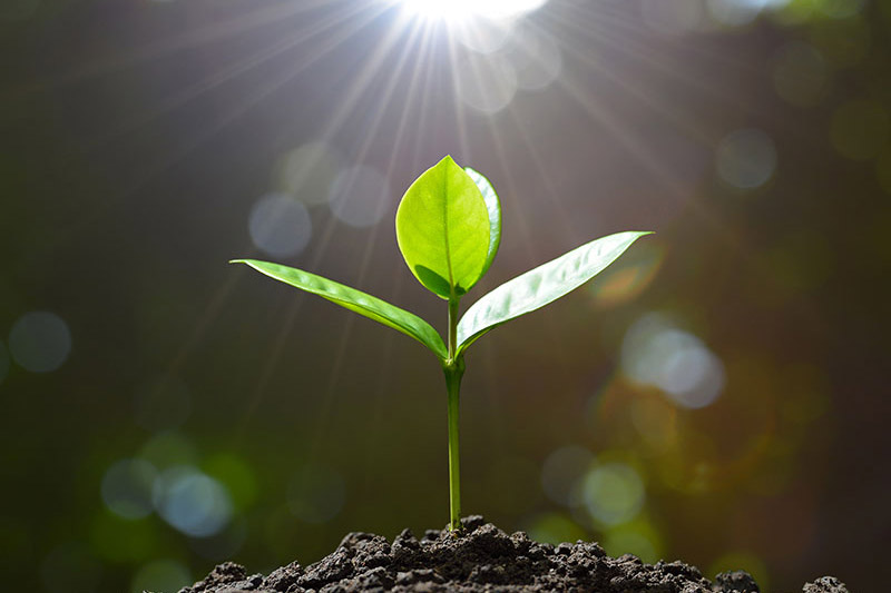 online energy healing 1 to 1 sessions